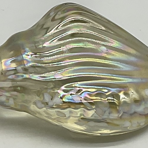 Fermacarte conchiglia iridescente giallo con macchie bianche lungo quasi 5 pollici - Foto 13 di 17