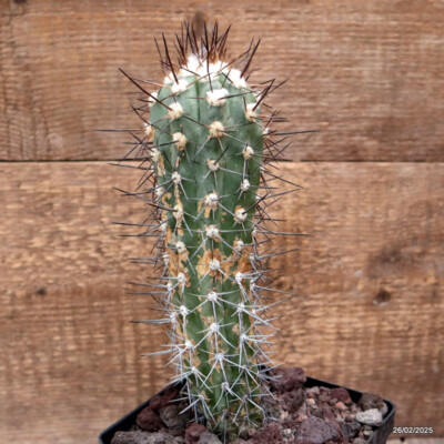 D3326 COPIAPOA BRIDGESII pot12-H21-W6 cm MaMa Cactus