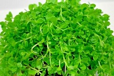 Hemianthus Callitrichoides Portion Live Aquarium Plant Carpeting Baby Tears 