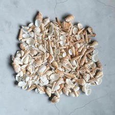 Large Lot Assorted Natural Seashells Mixed Sizes Beach Decor Crafts Coastal