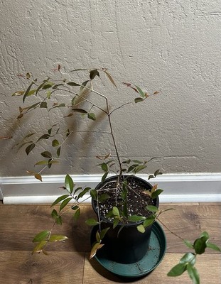 Eugenia Uniflora Dasy Blasta