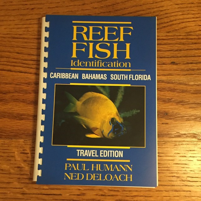 Reef Fish Identification Florida Caribbean Bahamas