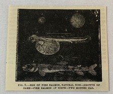 1877 magazine engraving ~ GROWTH OF PIKE SALMON
