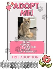 Stray Cat Needs Home Can  t Keep Because My Dog