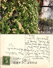 Azalea Garden Fairmount Park Philadelphia Pennsylvania PA Postcard