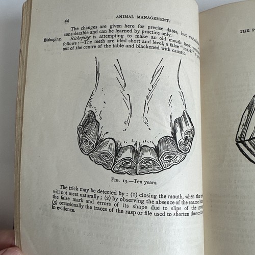 WWI British Army Manual: Animal Management 1908 (Reprint 1918) War Office Manual - Imagen 15 de 18