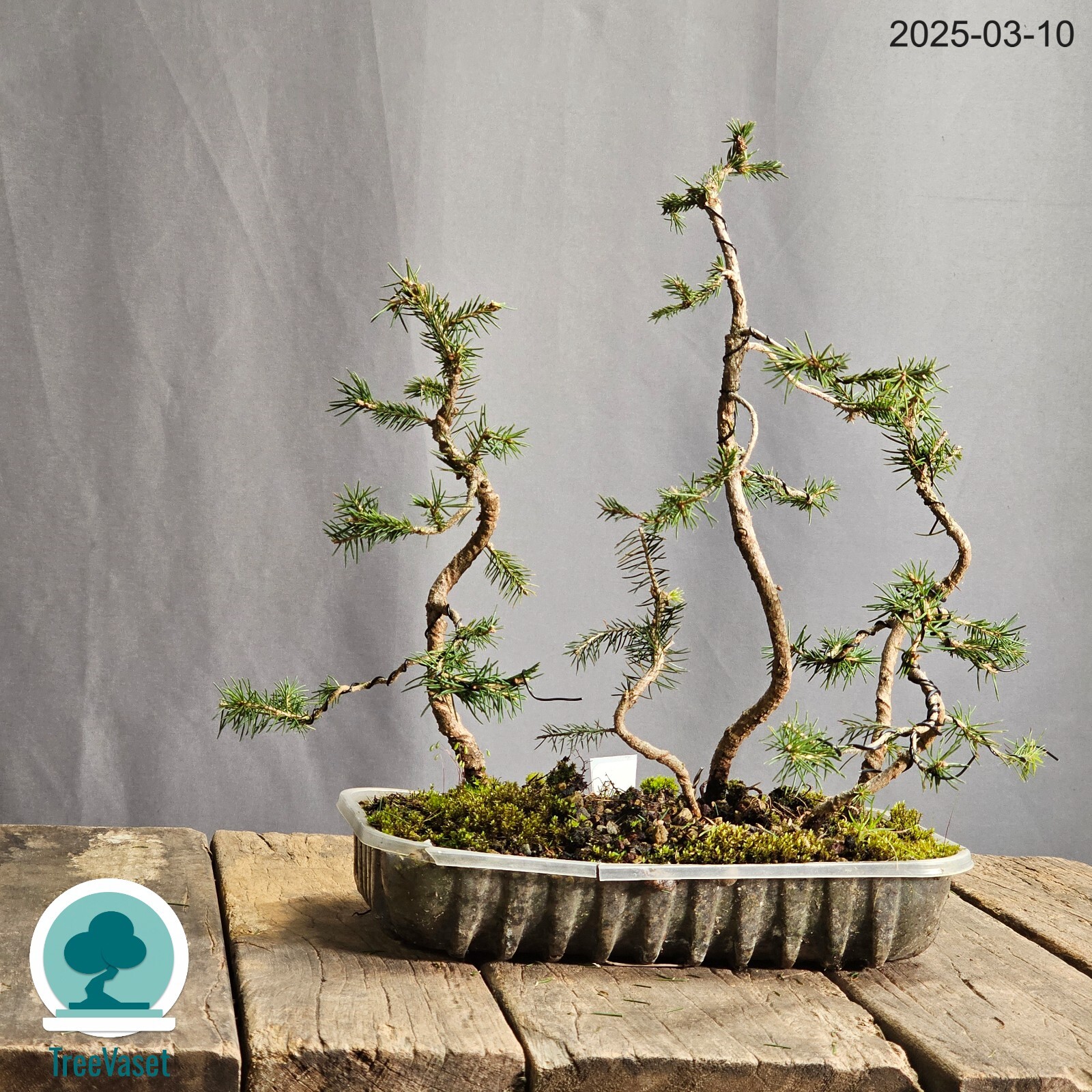 Foto 6 di 10