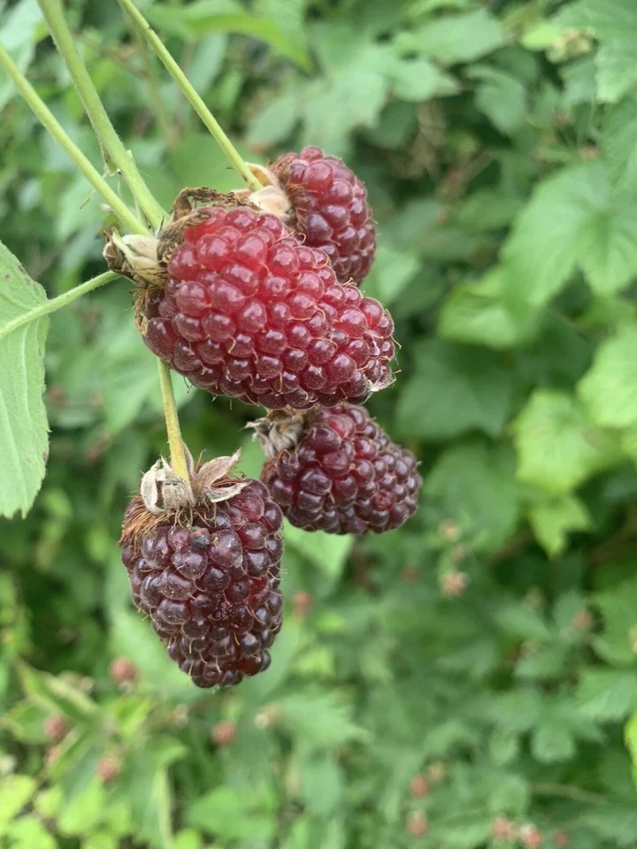 Tayberry 50 Samen Kreuzung aus Himmbeere und Brombeere - Bild 3 von 4
