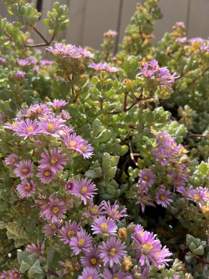 4” Oscularia Deltoides ‘Pink Ice Plant’ - Image 4 of 4