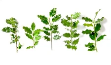 5 Live Cut Holly Branches 6"-10" Christmas decor greenery wreaths fresh greens 