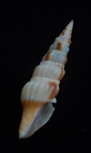 Gema Seashell Inquisitor rufovaricosa 40,4 mm - Imagen 2 de 3