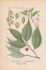 Zurich Tree (Celtis australis) CHROMOLITHOGRAPH from 1882 Antique Botany