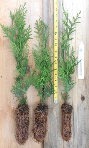 thuja smaragd verliert farbe Lebensbaum Thuja occidentalis Smaragd 140-160 cm Hhe Ballenware