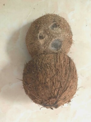 Coconut Shell Half Coconut Shell for handicraft pet feeder or garden decorations