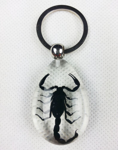 New KeyChain KeyRing With HD Black Scorpion Insect Specimens Pendant Charm - Afbeelding 1 van 1