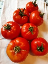 25 Graines De Tomates Marmande (bio)