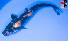 11" SHOWA Live Koi Fish Garden Pond B4