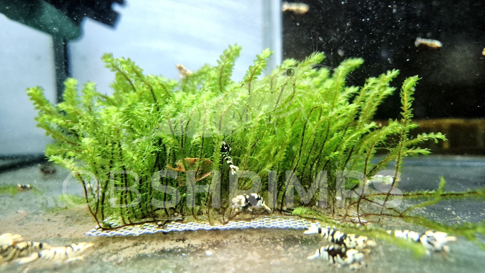 MUSCHIO RARE MOSS SP. PORZIONE 4X4 CM / RARITÀ PIANTA ACQUARIO DOLCE CARIDINE