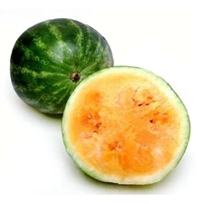 20+Tendersweet Orange Watermelon Seeds Average Fruit WT 25-40Lb USA