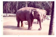 June 1973 African Elephant Zoo Exhibit Palm Trees Enclosure Vintage Photo