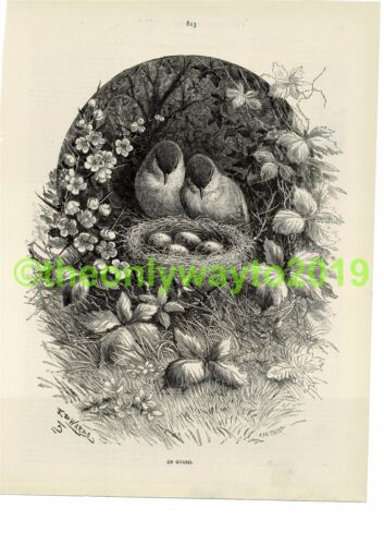 On Guard, Birds & Nest, Book Illustration (Print), 1881/2 - Picture 1 of 1