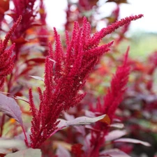 500 AMARANTH "RED GARNET"  SEEDS FRESH HARVEST FOR YOUR GARDEN COLORFUL