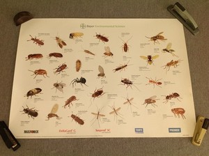 Bayer Environmental Bug Poster