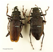 Psalidognathus for collectors | rare Psalidognathus beetles