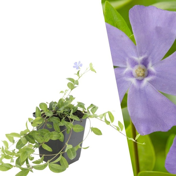 ImmergrüN Pflanzen 60 StüCk - Bodendecker Winterhart - Vinca Minor-image
