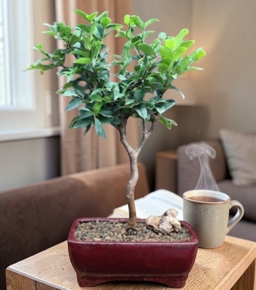 Flowering Jaboticaba Bonsai Tree Eugenia Cauliflora 12" Tall Live Indoor  Plant | eBay