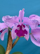 Cattleya Kay Fresh Divisions BS Purple Pink Orchid Hybrid SHEATH 4.5” Pot
