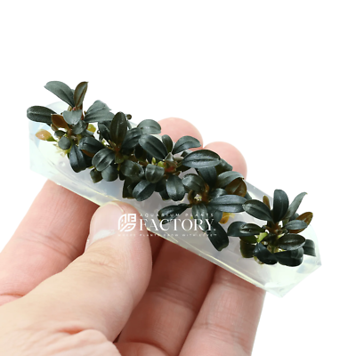 Bucephalandra Brownie Ghost 2011 Tissue Culture | Aquarium Plants