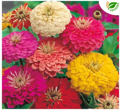 Zinia Flor de Dalia Gigante Variada ( 200 semillas ) seeds - Zinnia elegans