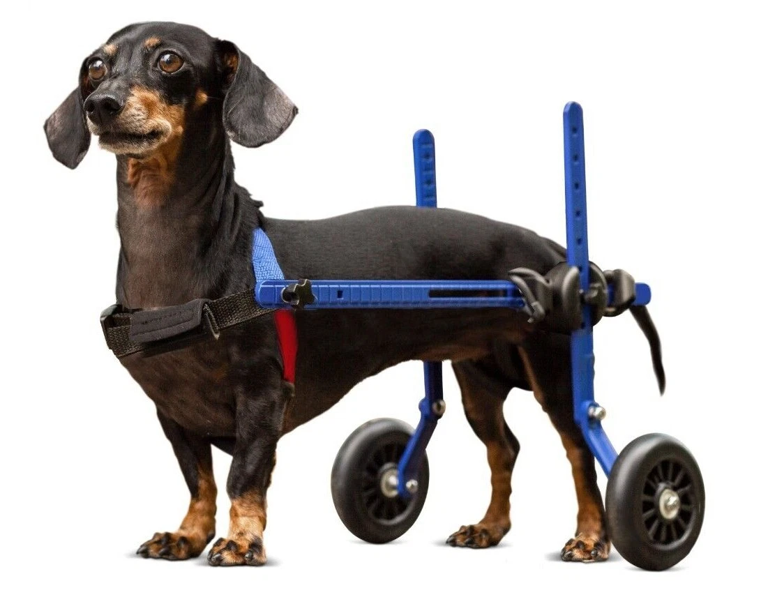 Sausage dog top with wheels