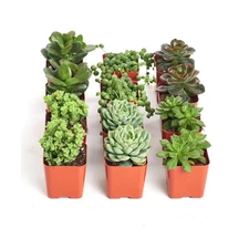 2 In. Green Succulent (Collection of 12)