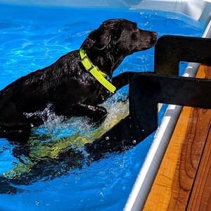 wag dog boarding
