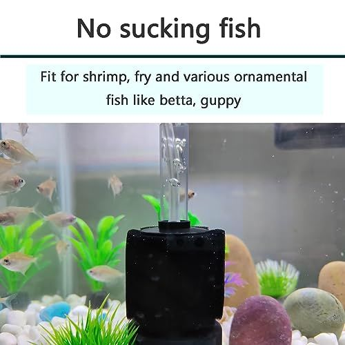 Betta Fry Baby Shrimp For Betta Baby Betta Food 2025