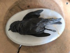 Ancien bronze oiseau mort dans le goût de Moigniez, Cain, Colomera