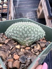 Strombocactus disciformis f. cristata - Seed Grown Rare!