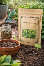 15 Tea Plant Seeds Camellia Sinensis    green Tea Tree Seeds for Planting