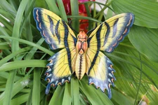 BUTTERFLIES Beauties, Wall Hanging, species correct,  Garden Decor  BTR - 7