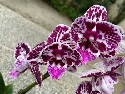 EXKLUSIV! Pelorische Orchidea Big Lip Speechless Elegance