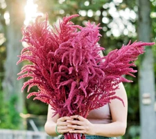 Amaranth Seeds - Red Garnet (Amaranthus caudatus) | 500+ Seeds | FREE SHIPPING |