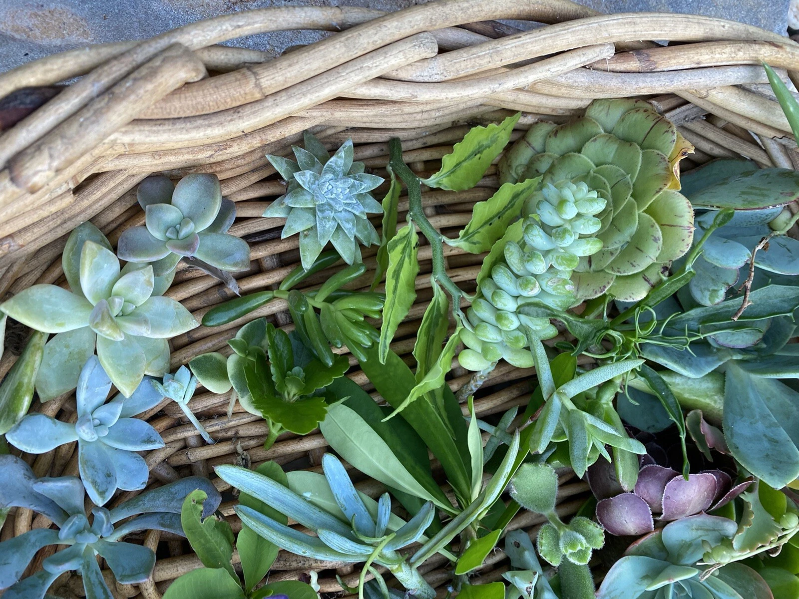 Picture 5 of 13