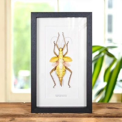 Dschungelnymphe gelber Formrahmen (Heteropteryx dilatata)