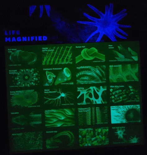 Scott #5802 Life Magnified Sheet of 20 Forever Stamps - MNH UV Tagging - Picture 2 of 2