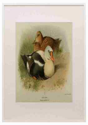 Thorburn A 1885 King Eider A3 A4 gerahmter Druck Bild