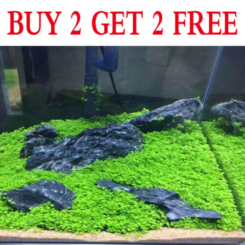 Aquarium Plant Seeds Fish Tank Aquatic Water Grass Foreground Easy Plants Decor~ - Afbeelding 1 van 17