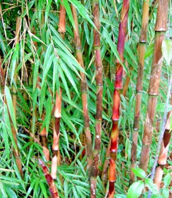 arabica coffee plant care Arabica Coffee Plant  Epic Gardening
