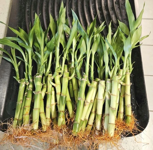 10 Lucky Bamboo Plants 6 inches, Feng Shui, Home Decor, Perennial Indoor